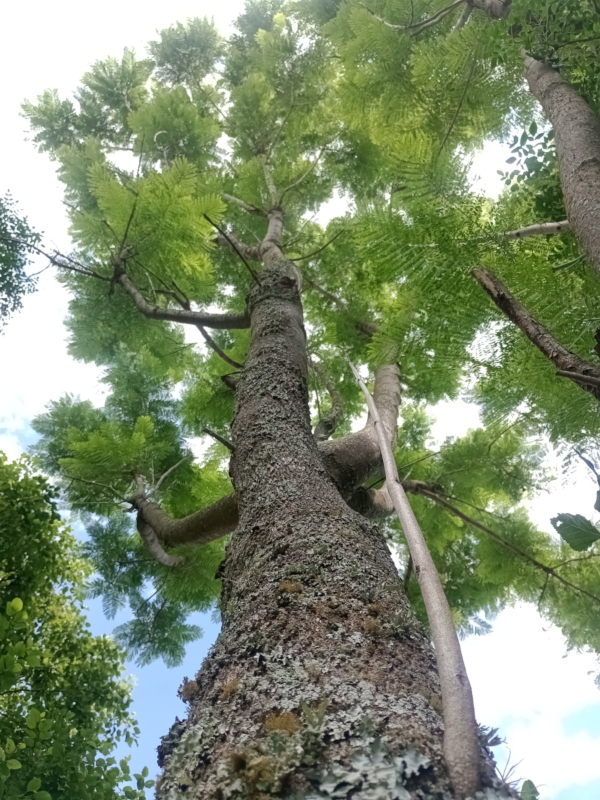 The valuable natural treasure protected by El Morado.